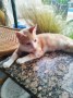 Felino 30.08.2022